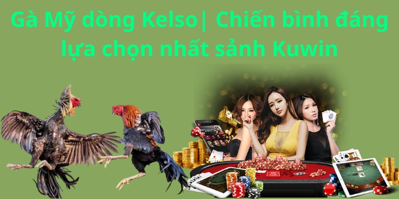 Gà Mỹ dòng Kelso| Chiến bình đáng lựa chọn nhất sảnh Kuwin