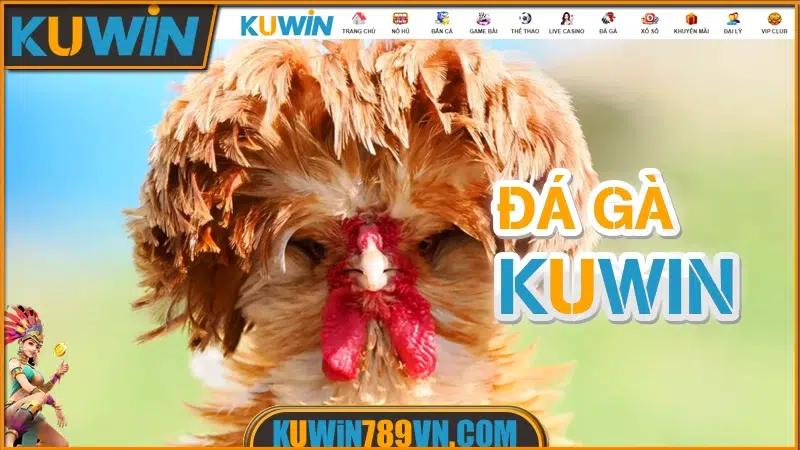 Đá Gà KUWIN - Theo Dõi Live Cược Ngay Không Gián Đoạn 2026 6 Đá gà KUWIN